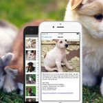 Build a List of Pets for Adoption App with React Native – Part 2